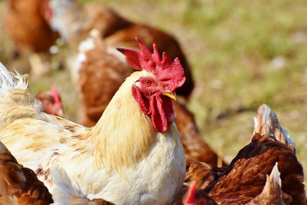 Harga Ayam Jeblok, Kemendag Panggil Pebisnis Pembibitan Ayam